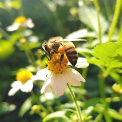 Apis mellifera