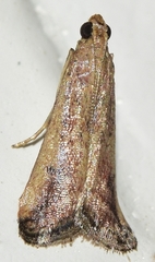 Metallostichodes nigrocyanella