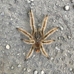 Phrixotrichus vulpinus