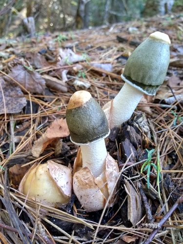 Ravenel's stinkhorn