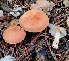 Cystoderma terryi