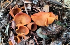 Otidea subformicarum