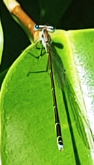 Nehalennia pallidula