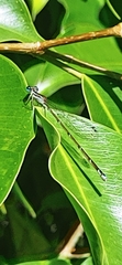 Nehalennia pallidula
