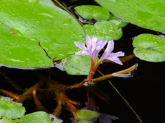Pontederia diversifolia