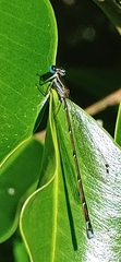 Nehalennia pallidula