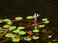Pontederia diversifolia
