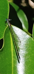 Nehalennia pallidula