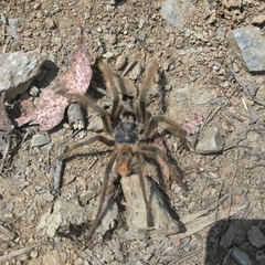 Phrixotrichus vulpinus