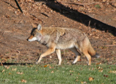 Canis latrans