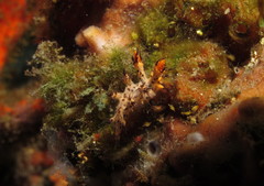 Cabangus regius