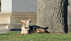 Canis latrans