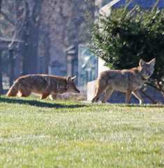 Canis latrans