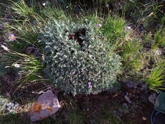 Oxytropis tragacanthoides