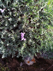 Oxytropis tragacanthoides