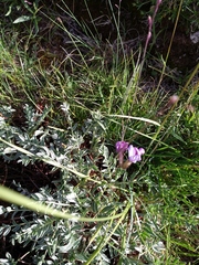 Oxytropis tragacanthoides