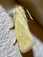 Acrolophus laticapitana