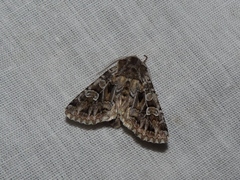 Pachetra sagittigera