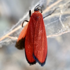Lycomorpha regulus
