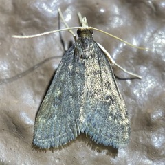 Loxostegopsis xanthocrypta