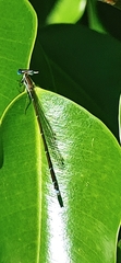 Nehalennia pallidula