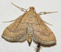 Metasia ibericalis