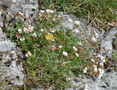 Potentilla clusiana