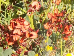 Indigofera discolor