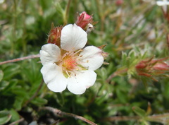 Potentilla clusiana