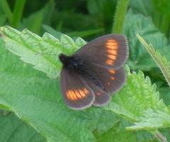 Erebia pharte