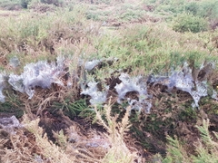 Tetranychus lintearius