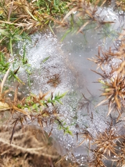 Tetranychus lintearius