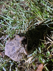 Sclerophrys gutturalis