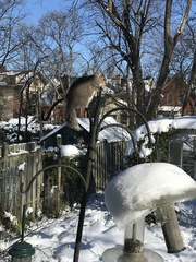 Sciurus carolinensis