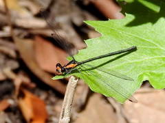 Austroargiolestes aureus