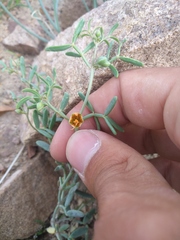 Zygophyllum pterocarpum