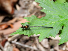 Austroargiolestes aureus