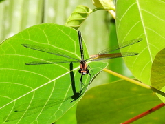 Austroargiolestes aureus