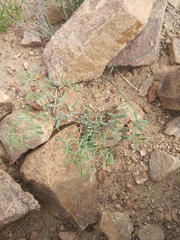 Zygophyllum pterocarpum