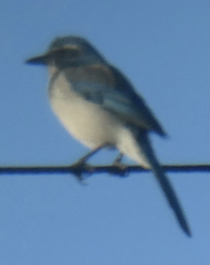 Aphelocoma californica