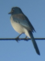 Aphelocoma californica