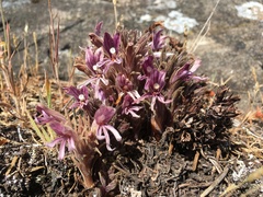 Aphyllon californicum californicum