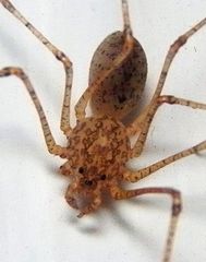 Scytodes atlacoya