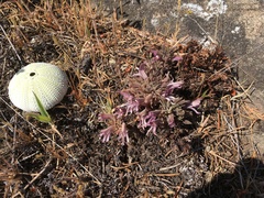 Aphyllon californicum californicum