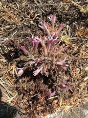 Aphyllon californicum californicum