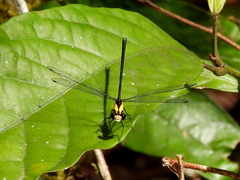 Austroargiolestes aureus