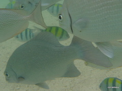 Kyphosus cinerascens