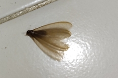 Coptotermes curvignathus