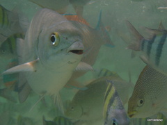 Kyphosus cinerascens