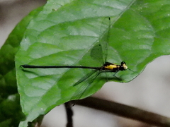 Austroargiolestes aureus